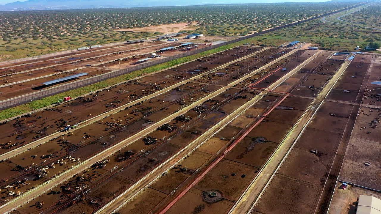 impresionantes territorios fronterizos: vista aérea de vacas pastando