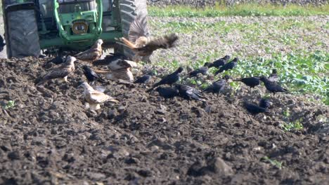 slow motion shot of birds resting on field and flying away during tractor plowing agricultural field in summer
