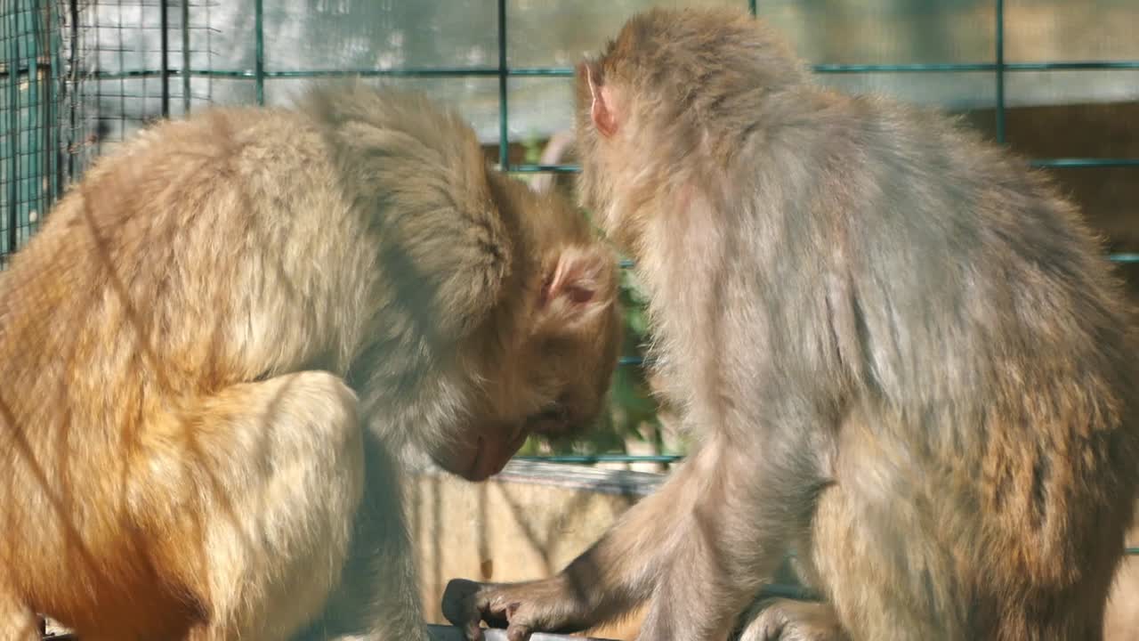 두 마리의 원이가 상호 작용하고 있습니다.