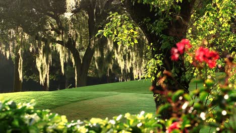 golden light streams through oak trees and light sup spanish moss gently flowing in the breeze