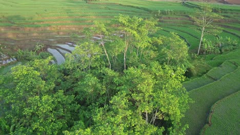 Birds-perch-on-the-trees-in-the-middle-of-rice-field