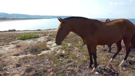 Two-horses-grazing-slowly-overlooking-a-long-sandy-beach-on-the-island-of-Menorca,-Spain