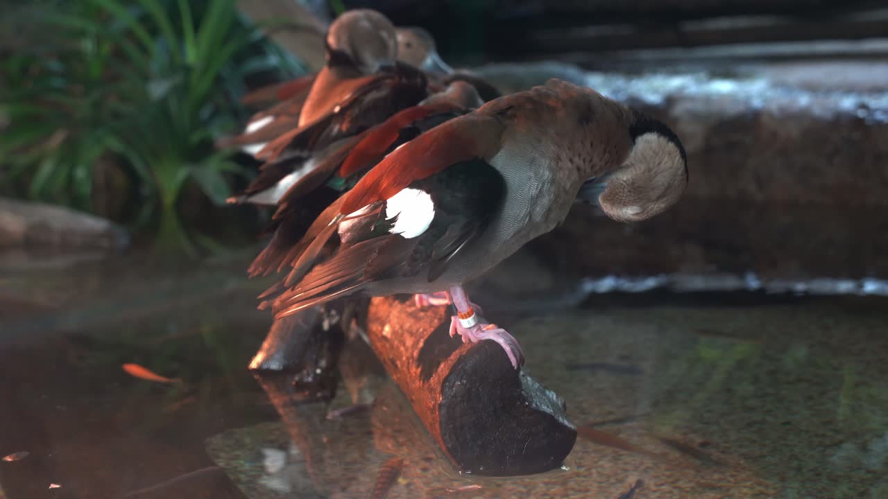 그룹을 캡처하는 핸드 헬드 모션 클로즈업 샷