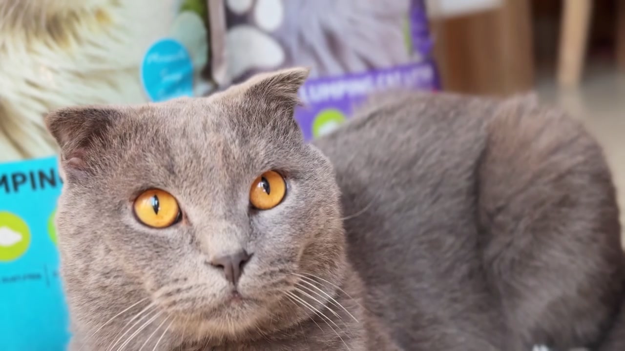 Close-up of a beautiful grey Scottish Fold cat with striking orange eyes looking intently off-camera. The feline rests indoors with blurred clumping cat litter bags in the background.