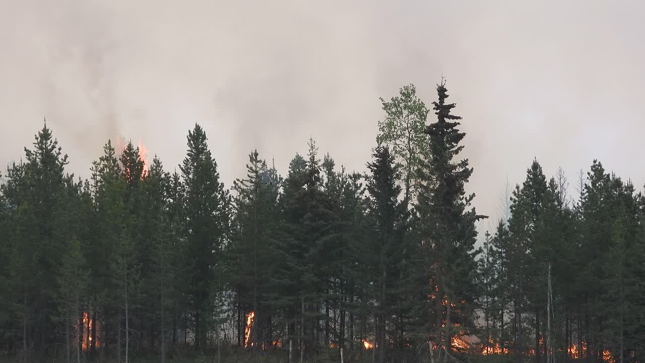 video paesaggistico di una foresta consumata da incendi boschivi in alberta, canada