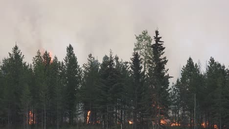 vidéo paysagère d'une forêt consumée par des incendies de forêt en alberta, au canada