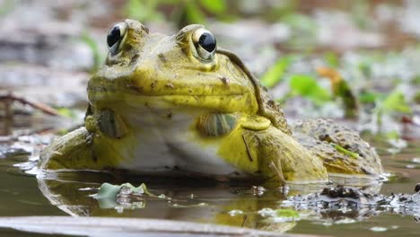 frog in pond area searching for matting partner