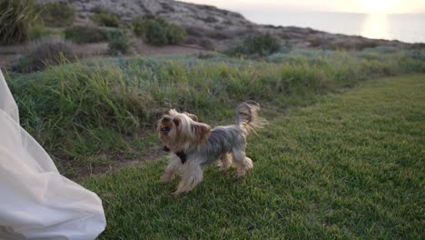 Yorkshire-terrier-dressed-in-a-bowtie-at-the-feet-of-the-bride