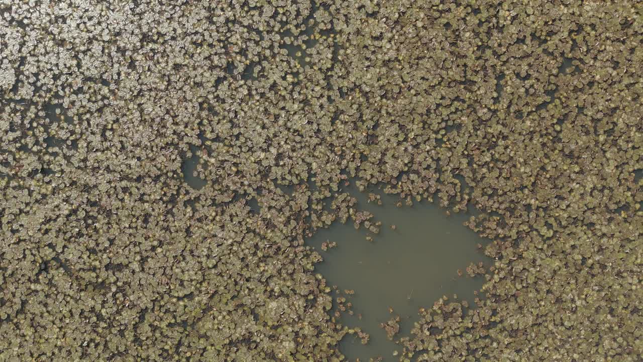 plantas flotantes en el estanque de humedales y lago de agua fangosa en la naturaleza