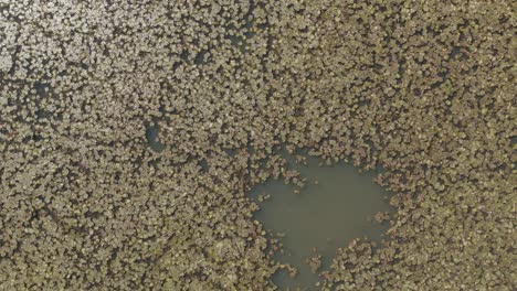 Floating-plants-in-the-wetland-pond-and-muddy-water-lake-in-the-nature