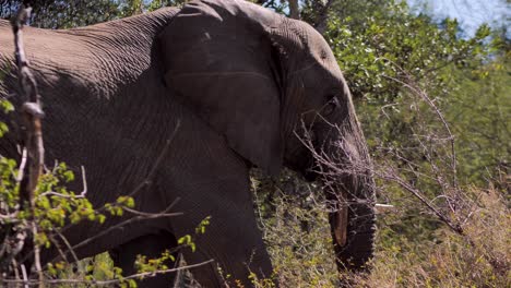 large african elephant is walking through a dense bush in the savannah-3