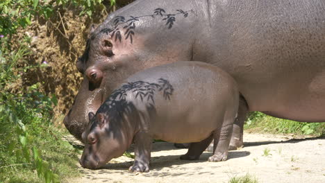 young newborn hippo and adult hippopotamus grazing in wildlife during sunlight - close up shot in african national park