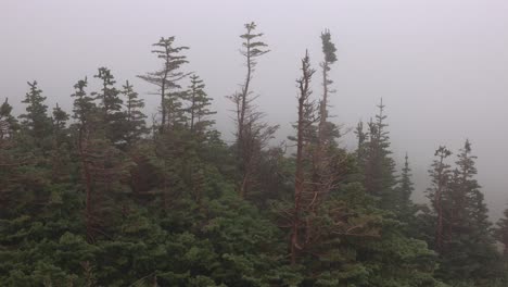 Fog-and-rain-moving-across-the-landscape-with-weathered-trees-atop-the-mountains-in-Glacier-National-Park