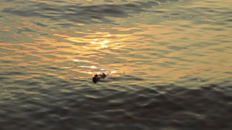 mensaje en la botella contra la puesta del sol