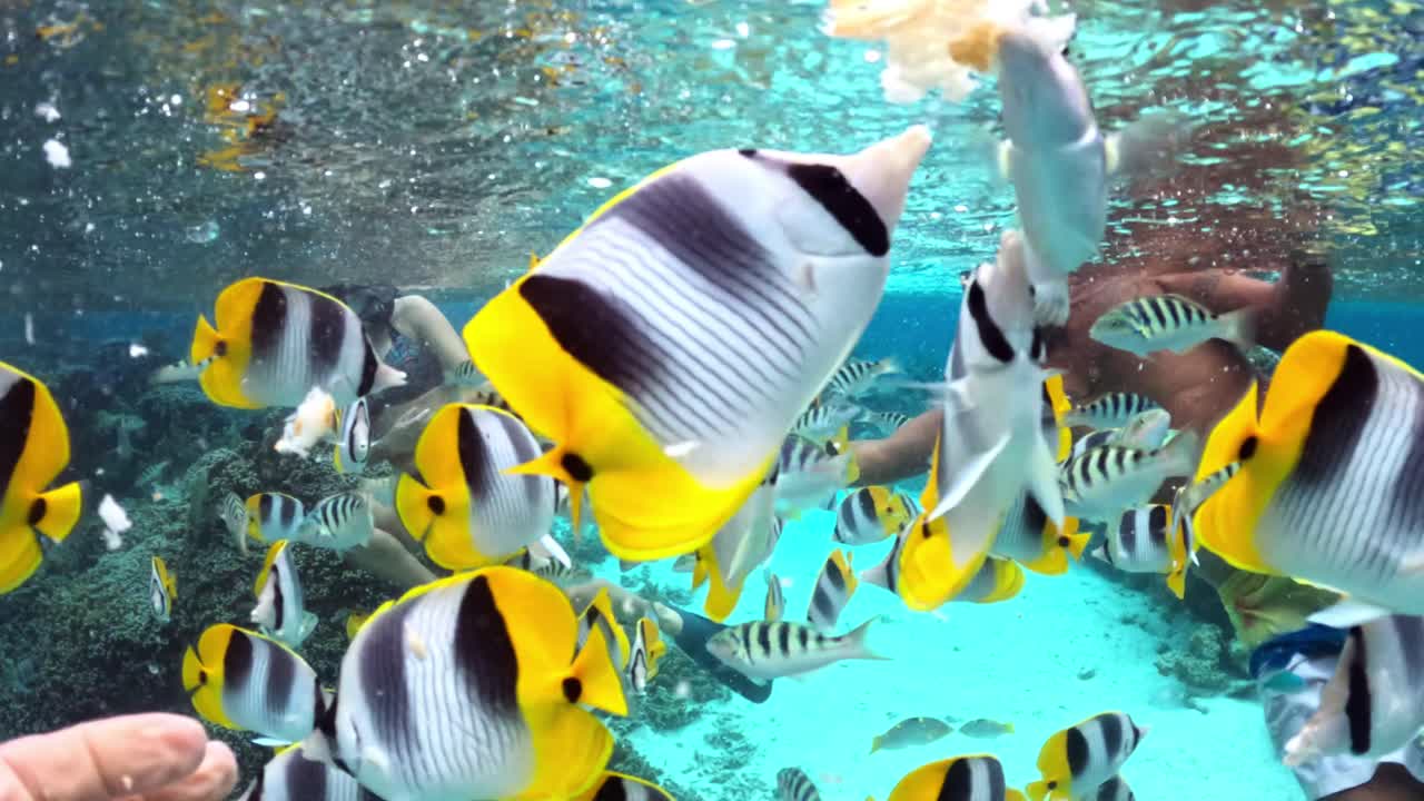 Snorkeling with Tropical Fish in a Vibrant Coral Reef