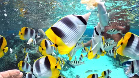snorkeling with tropical fish in a vibrant coral reef