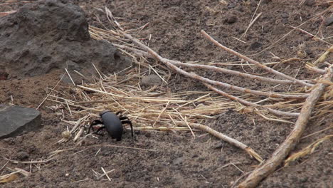 close up: black beetle at ant hill is harassed and bitten by red ants