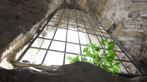 planta esperanzadora que crece en la luz del sol de la ventana enrejada