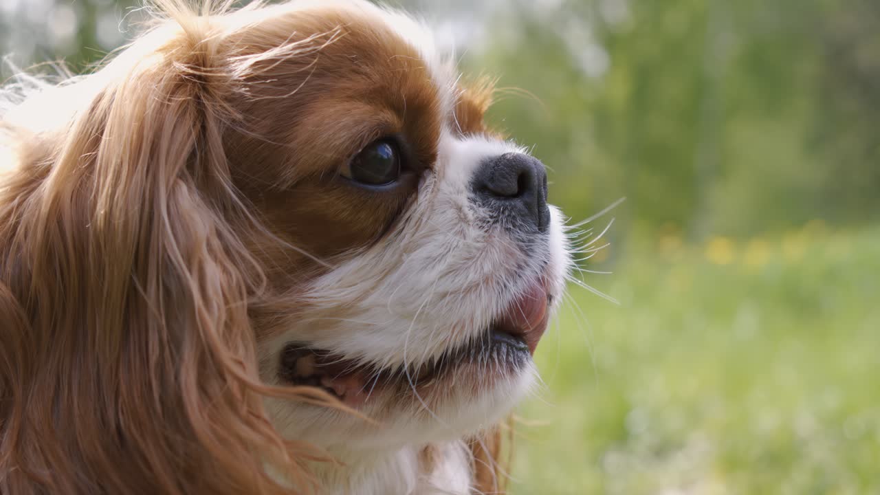 Cavalier King Charles Spaniel. Shot on super slow motion camera 1000 fps.