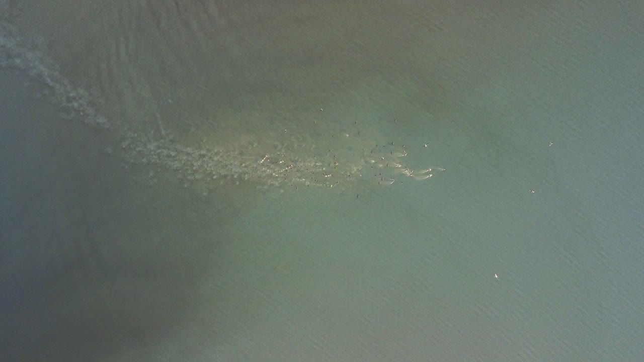vista a vista de pájaro de las aves que se alimentan de peces en un lago