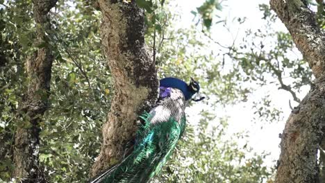 Vertical-Shot-Of-Unique-Species-Of-Colorful-Peacock-Resting-On-Tree