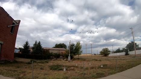 cámara lenta - la paloma vuela alrededor de un viejo edificio de ladrillo abandonado en un pequeño pueblo cerca de alberta canadá