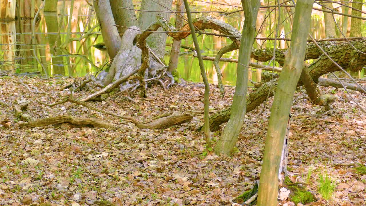 Forest and lake during the day with autumn colors in Ottawa, Ontario, Canada, static shot
