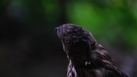 Inclinando-La-Cabeza-Mientras-Mira-Alrededor-Y-Hacia-Arriba-Y-Luego-Hacia-Atrás,-águila-Halcón-Pinsker-Nisaetus-Pinskeri,-Filipinas