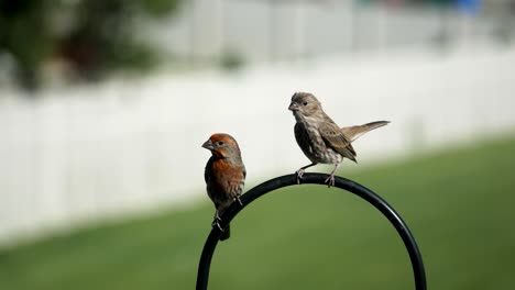 Adult-male-and-female-house-finches-perched-on-a-feeder-on-a-windy-day---isolated-close-up