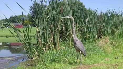 Grey-heron-bird