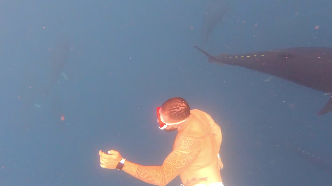 bucear entre atunes rojos en el tuna tour