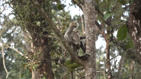 algunos monos langur relajándose en un árbol en el parque nacional de chitwan