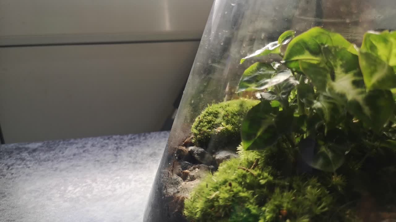 Glass flask natural moss terrarium miniature growing botanical ecosystem pull back right shot