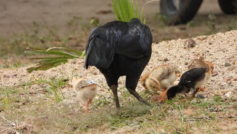 hen and chicks finding food and hen giving food for her chicks moment