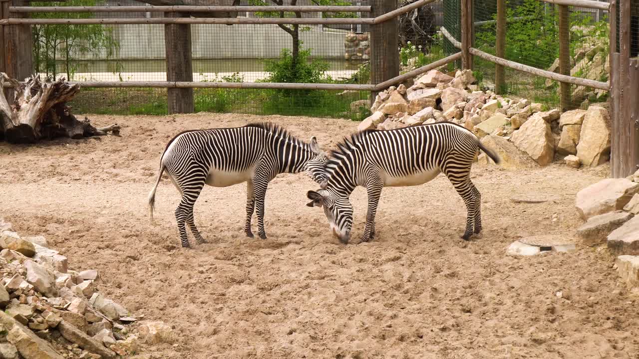 Bellissima zebra maschio che combatte coplan