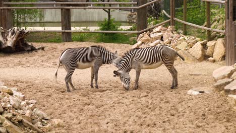 beautiful male zebra fighting coplan