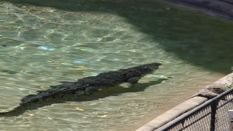 crocodile moving underwater in a zoo enclosure