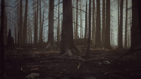 Black-ashes-of-canary-pine-after-forest-fire