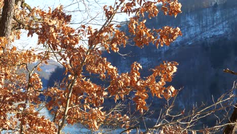 Sun-shines-through-a-forest-and-reflects-on-brown,-golden-oak-leaves-above-the-danube-river