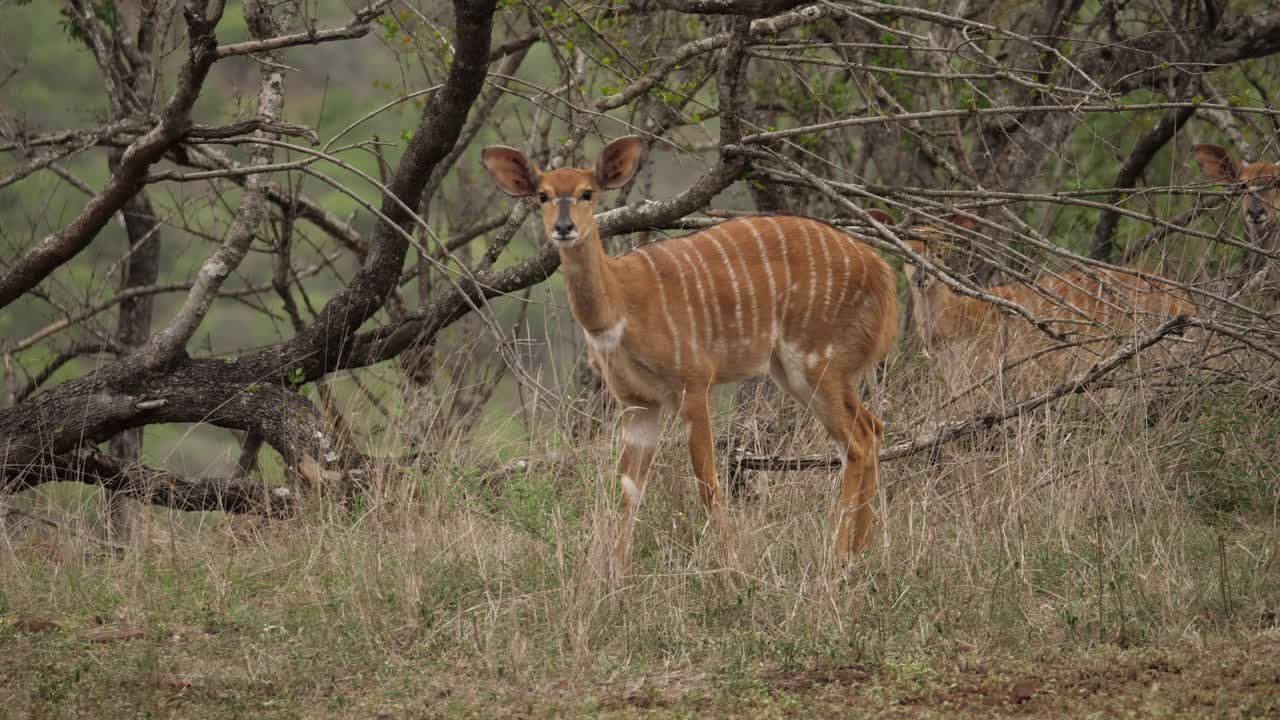 entre una manada, hay un curioso antílope nyala que busca