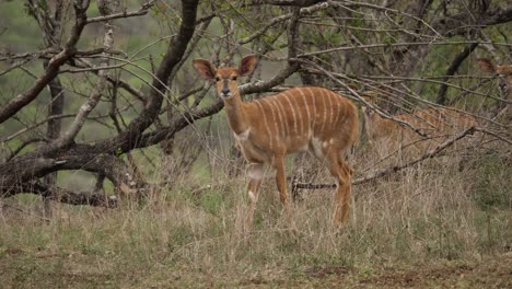 amongst a herd, there is a curious nyala antelope looking