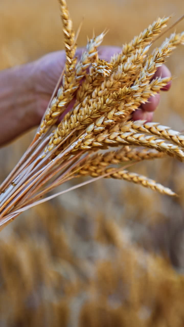 Unrecognized male hands with a bouquet of ripe ears of corn. Yellow dry field of wheat at backdrop in blur. Vertical video