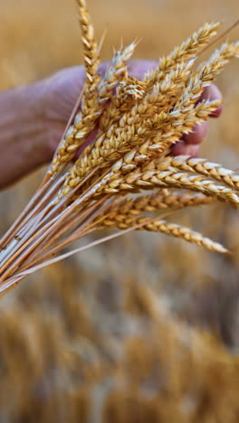 unrecognized male hands with a bouquet of ripe ears of corn. yellow dry field of wheat at backdrop in blur. vertical video