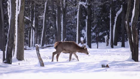 Junger-Elch-Spaziert-An-Einem-Sonnigen-Tag-Im-Slomo-Durch-Den-Verschneiten-Wald