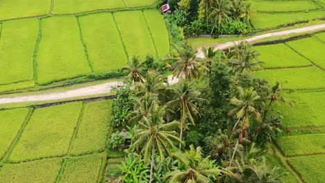 Camino-De-Tierra-En-El-Campo-Rural-De-Ubud-Bali-Rodeado-De-Cocoteros-Y-Campos-De-Arroz,-Aéreo