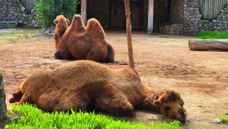 Nahaufnahme-Eines-Kamels-Im-Zoo-In-Lissabon,-Portugal-Tagsüber-4k