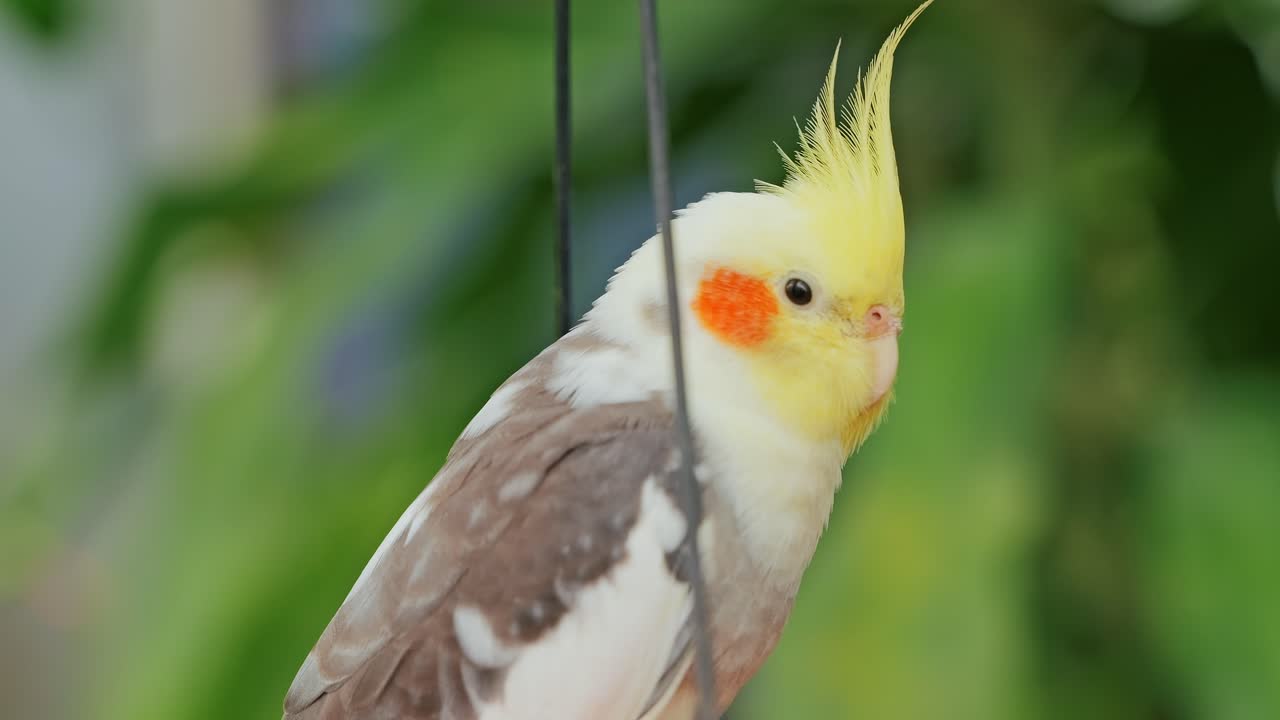 Close up of sleepy small parrot with yellow crest symbolizing peace, relaxation