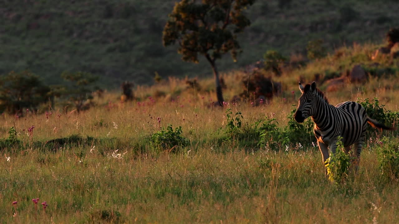 Single plains zebra basks in last sunset in field as herd arrives and runs off