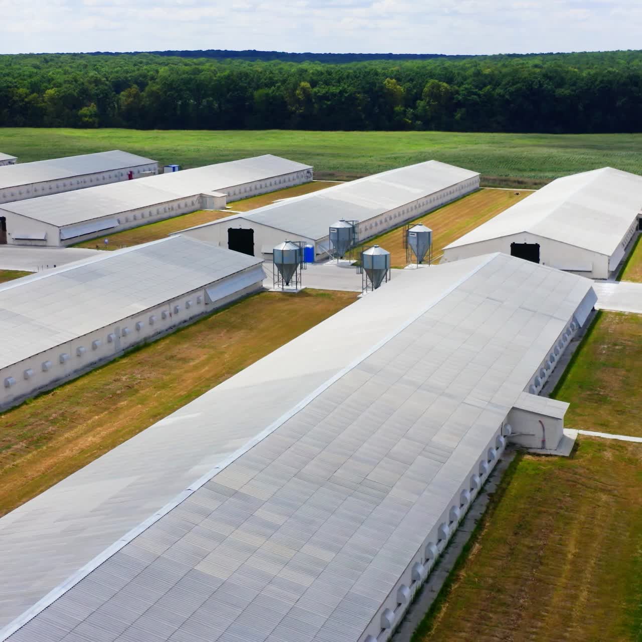 Long farm buildings in nature environment. Flight over many white agriculture farm houses on field. Modern warehouses and livestock farms