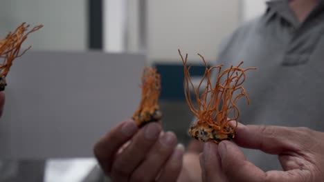 exhibición de hongos en el laboratorio de una universidad en china